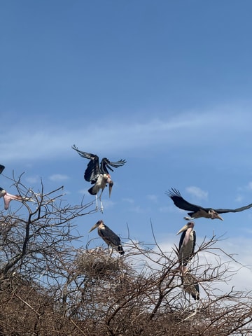 Borana National Park: Wildlife and Birdwatching Tour