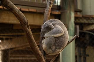 Brisbane: Koala-Tour mit Hotelabholung & Morgentee
