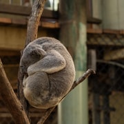 Brisbane: Koala Tour with Hotel Pickup & Morning Tea