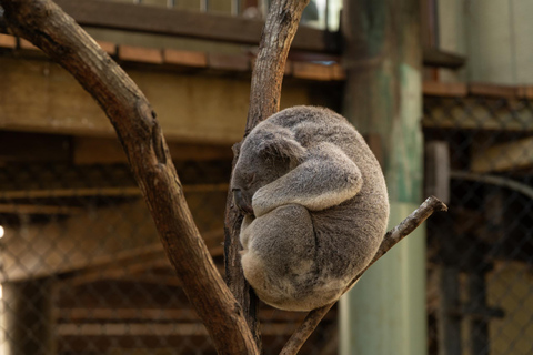 Brisbane: Koala Tour with Hotel Pickup & Morning Tea