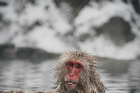 Nagano: Snow Monkey Park Full-Day Guided Private Tour Nagano: Snow Monkey Park Full-Day Guided Tour in Lexus