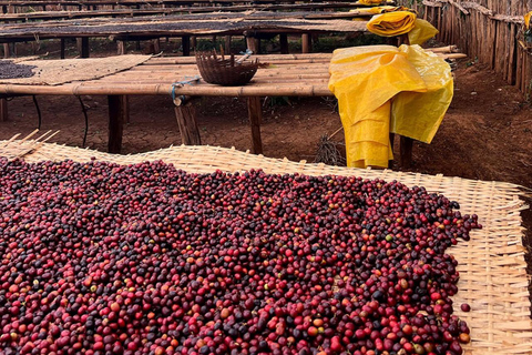 3-Day Coffee Farm & Local Culture Experience in Yirgalem