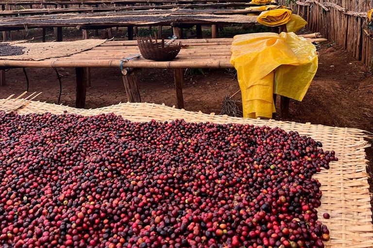 3-Day Coffee Farm & Local Culture Experience in Yirgalem