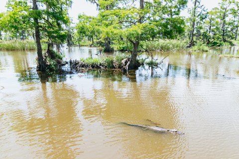 Nova Orleans: Passeio de barco pelo pântano e Bayou com transporte