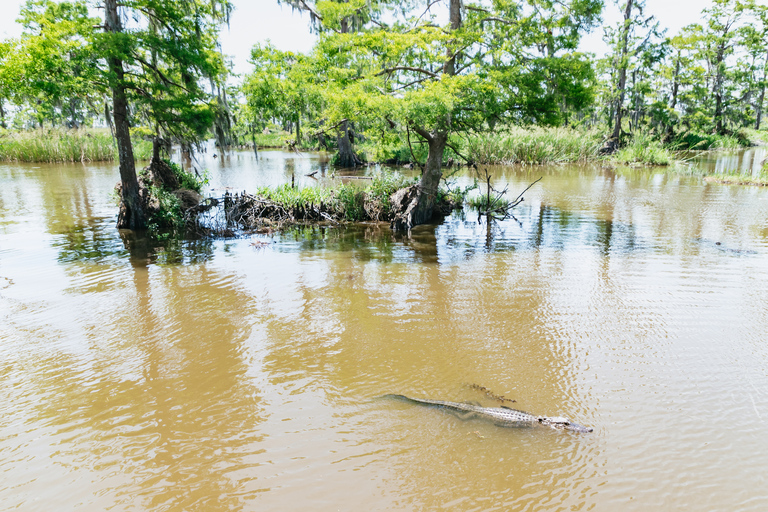 New Orleans: Tour in barca della Palude e del Bayou con trasporto