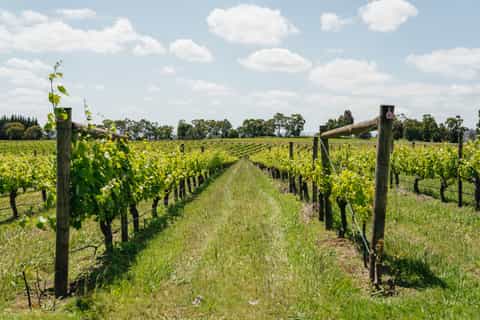 Melbourne: Full-Day Yarra Valley Wine Experience with Lunch