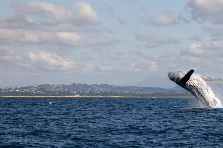 Gold Coast/Coolangatta: Whale Watching with Marine Biologist