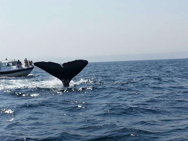 Dolfijnen spotten in Masqat met een dorpscruise
