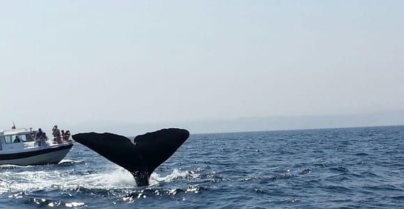 Muscat Dolphin Watching with Village Cruising Tour