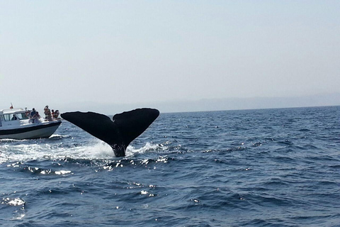 Muscat Dolphin Watching with Village Cruising Tour