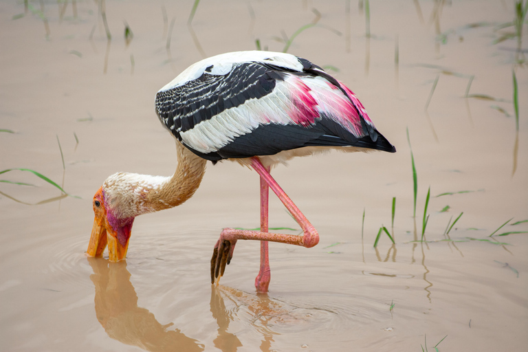 Ella: Udawalawa safaridrop: Tangalle / Mirissa / Galle