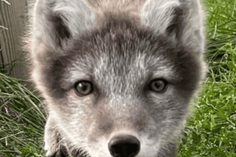From Isafjordur: Arctic Fox Centre Guided Bus Tour