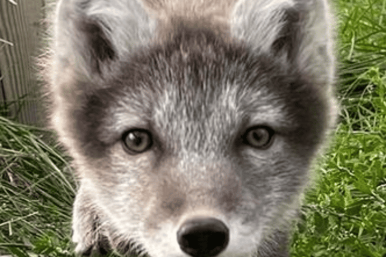 From Isafjordur: Arctic Fox Centre Guided Bus Tour