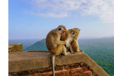 Sigiriya: Sunrise or Sunset Rock Fortress Guided Tour Stranded Package