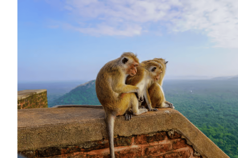 Sigiriya: Sunrise or Sunset Rock Fortress Guided Tour Stranded Package