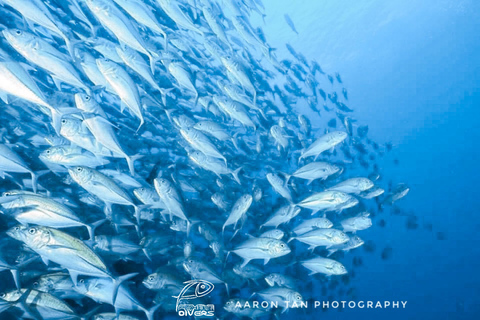 Ojo de Pez Buceador: Descubre el submarinismo