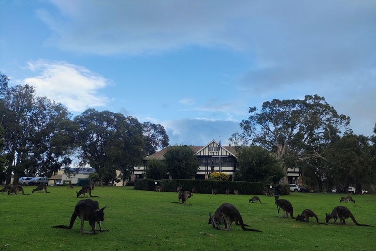 From Perth: Koala, Pinnacles Stargazing Day Tour