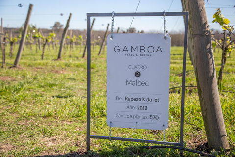 私人 Bodega Gamboa 葡萄酒品尝之旅（含午餐）布宜诺斯艾利斯的私人导游