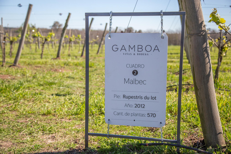 私人 Bodega Gamboa 葡萄酒品尝之旅（含午餐）布宜诺斯艾利斯的私人导游