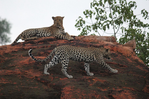 Kidepo Valley National Park 5-Day Safari Tour