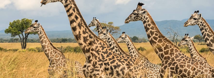 Depuis Zanzibar : safari à Mikumi en avion bimoteur + déjeuner