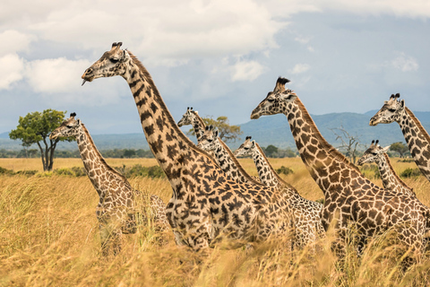 Från Zanzibar: Mikumi Safari med tvåmotorigt flygplan + lunchMikumi Safari – utan transfer