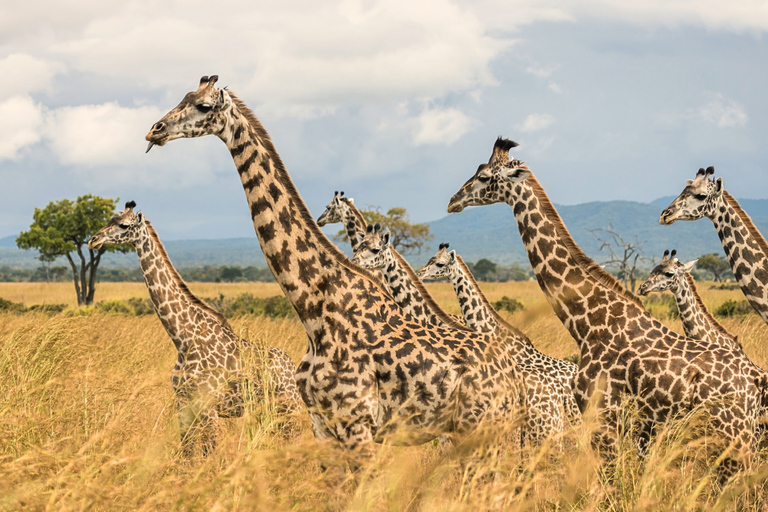 Från Zanzibar: Mikumi Safari med tvåmotorigt flygplan + lunchMikumi Safari – utan transfer