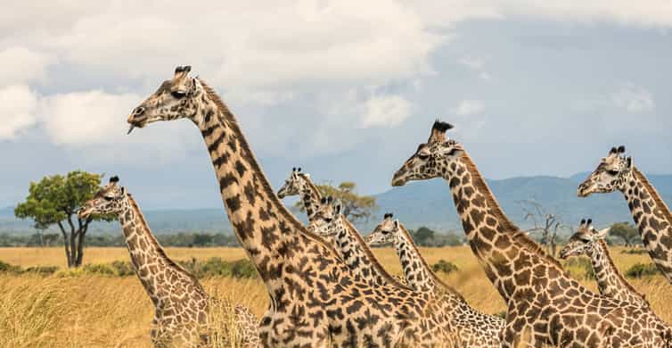 Mikumi safari day trip from Zanzibar by small plane, with lunch