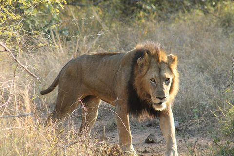 5-daagse all-inclusive Kruger &amp; Pano Tour van JHB