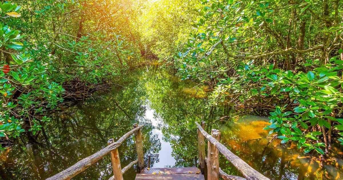 from Zanzibar: Jozani Forest With Dolphin Tour | GetYourGuide
