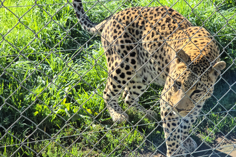 Cheetah, Giraffes Encounter, lion's park, and Wine Tasting