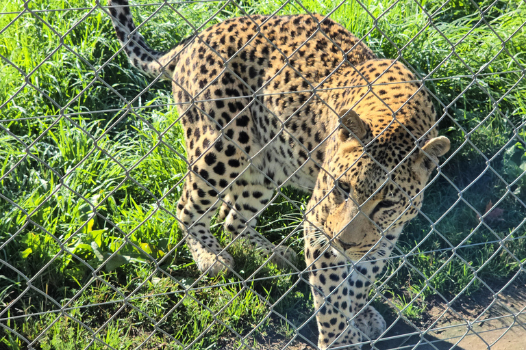 Cheetah, Giraffes Encounter, lion's park, and Wine Tasting