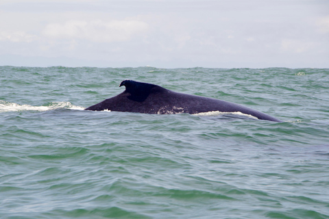 Cali: Whale Watching Tour with Breakfast and Lunch