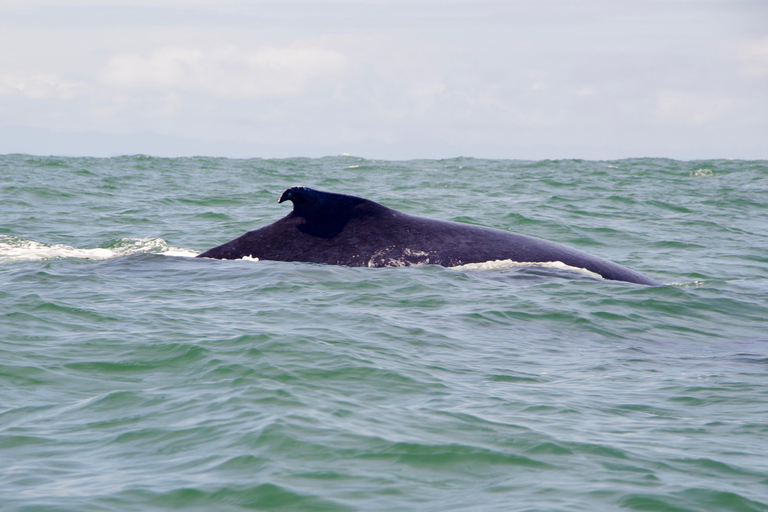 Cali: Whale Watching Tour with Breakfast and Lunch