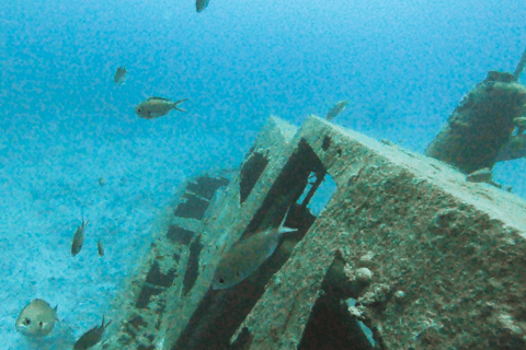 Discover Scuba Diving in Aruba