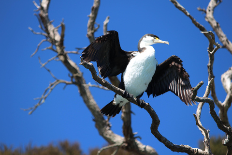 Bay of Islands: Island Discovery Kayak Tour - Afternoon