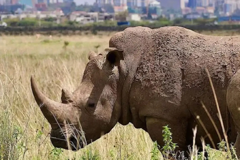 Lake Nakuru National Park Day Trip from Nairobi