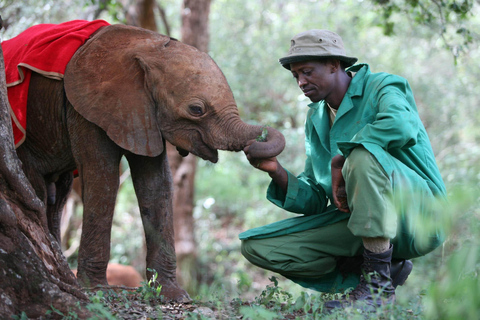 Excursão David Sheldrick Wildlife Trust e Giraffe Center