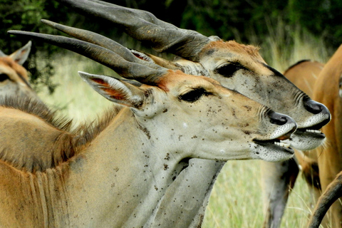 Privéavontuur Nairobi Nationaal Park in 4x4 LandcruiserPrivéavontuur in het Nairobi National Park in een 4x4 Landcruiser