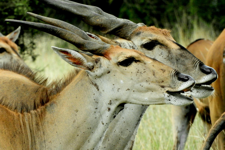 Privéavontuur Nairobi Nationaal Park in 4x4 LandcruiserPrivéavontuur in het Nairobi National Park in een 4x4 Landcruiser