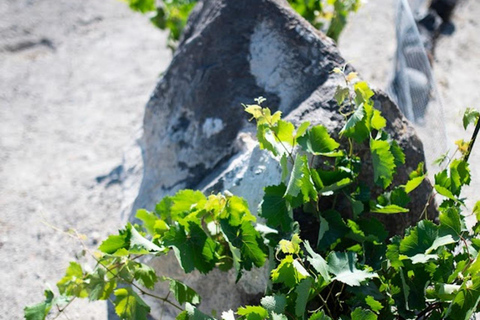 圣托里尼：有机农场私人农业教育之旅圣托里尼岛：私人农业教育参观有机农场