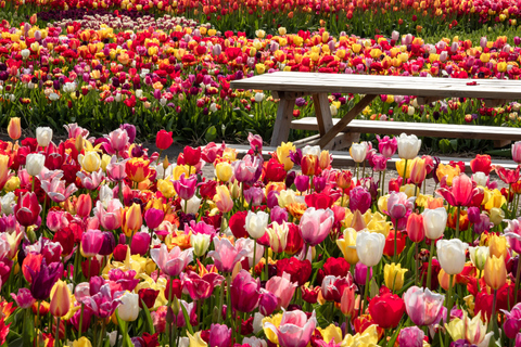From Amsterdam: Tulip Experience and Tulip Fields Tour 4-hour tour Tulip Experience