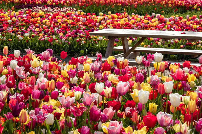 From Amsterdam: Tulip Experience and Tulip Fields Tour 4-hour tour Tulip Experience