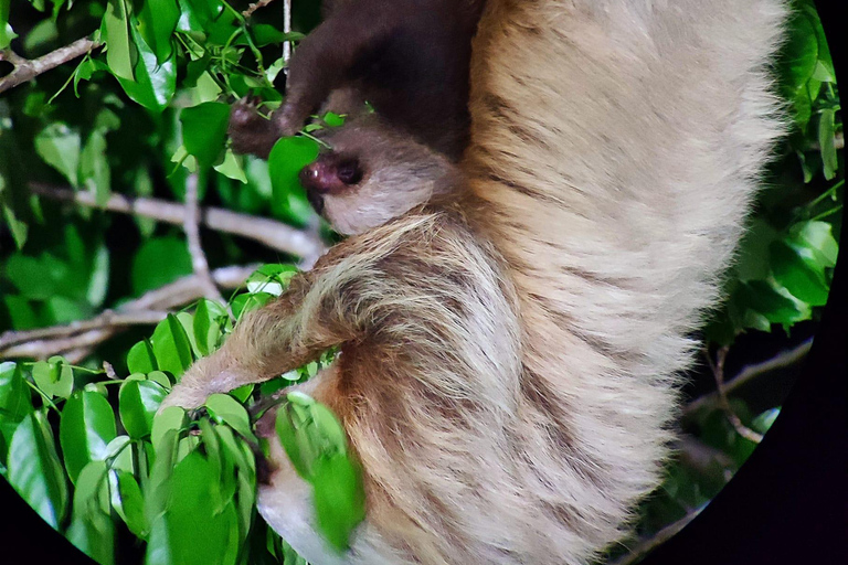 Visite nocturne de la forêt tropicale