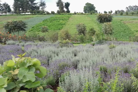 Nairobi: Gathoni Sensory Garden & Tea Farm Tour With Tasting