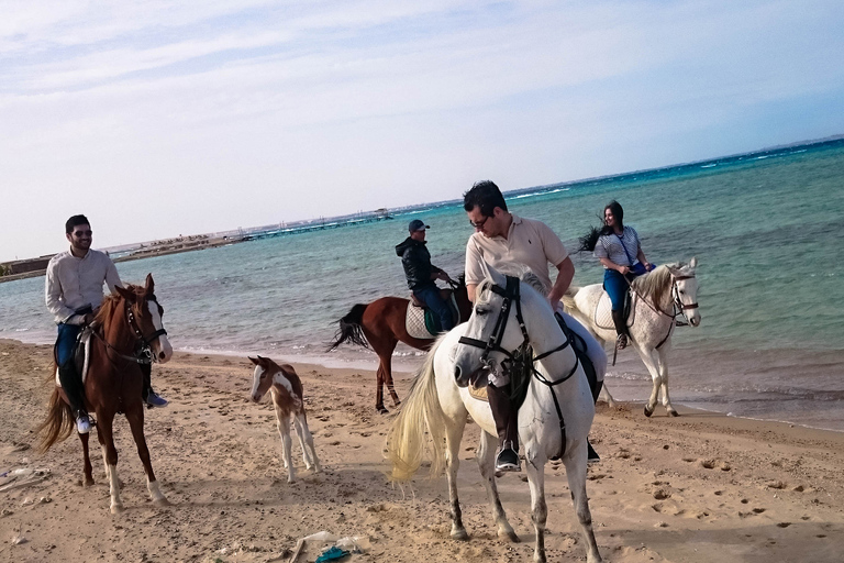 Hurghada: Sunset Sea, Desert Horse W Opt, Dinner, Stargazing Sunrise Hurghada: 4-hour Horse Ride With Swim Stop