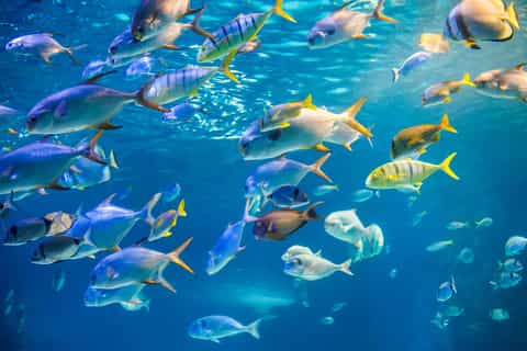 Oahu: Afternoon Glass Bottom Boat Tour in Waikiki