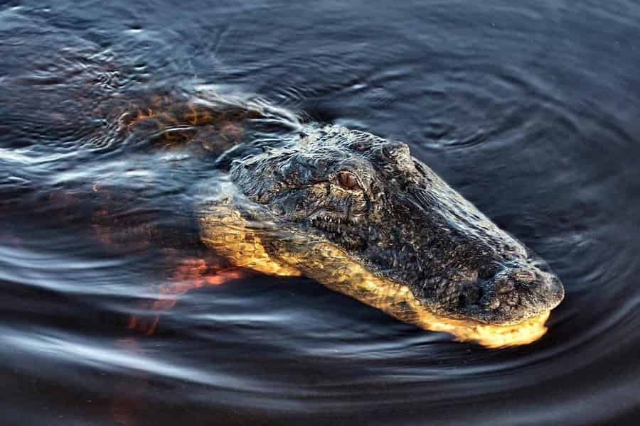 Miami: Everglades-Tour mit offenem Airboat und Hotelabholung. Foto: GetYourGuide