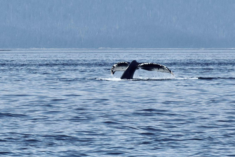 Juneau: Whale Watching Cruise with Bus Transfer