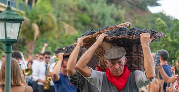 Santana: Wine Tasting & Harvest with Lunch